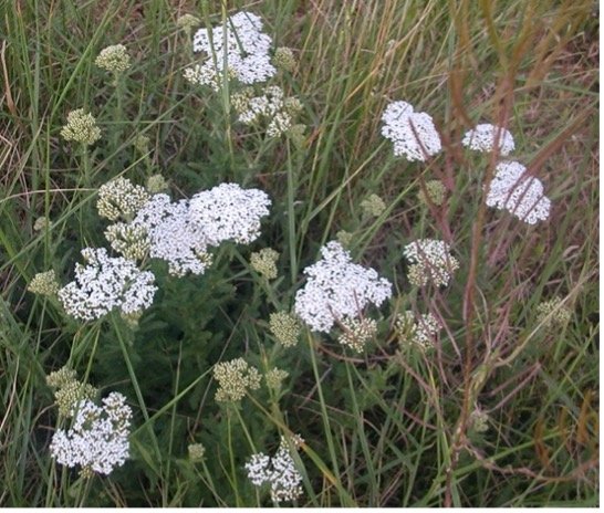 Achillée Millefeuille 