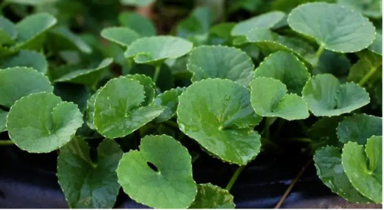 Guta Kola – Centella asiatica