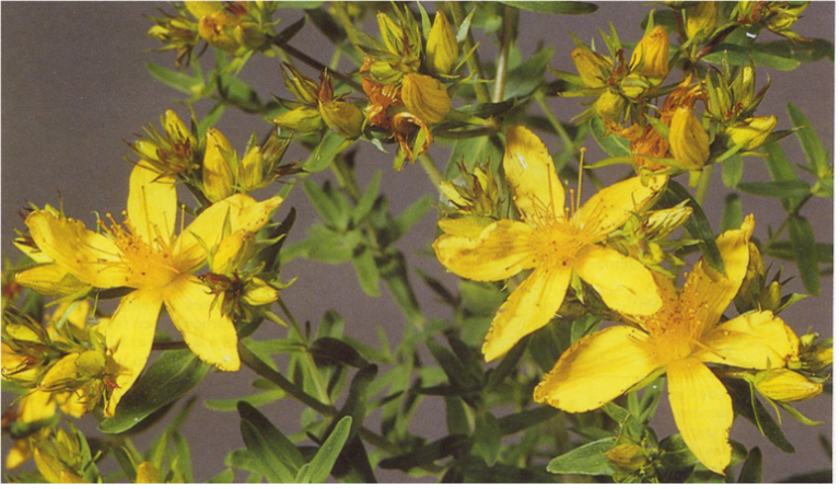 HYPERICUM n’est pas égal HYPERCIUM!