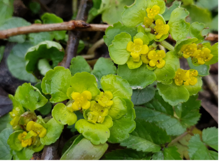 Pourquoi le nom de DORINUM ?