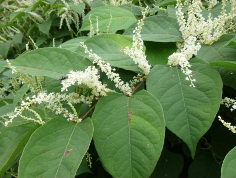 “Renouée du Japon : Plante Invasive et remède naturel contre la maladie de Lyme”
