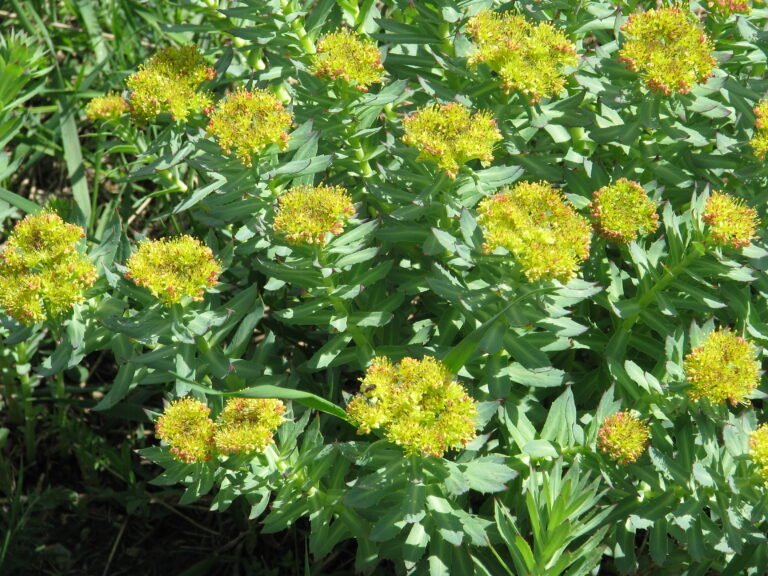 LA RHODIOLE ou L’ORPIN ROSE